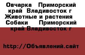 Овчарка - Приморский край, Владивосток г. Животные и растения » Собаки   . Приморский край,Владивосток г.